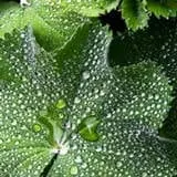 Lady's Mantle Herb